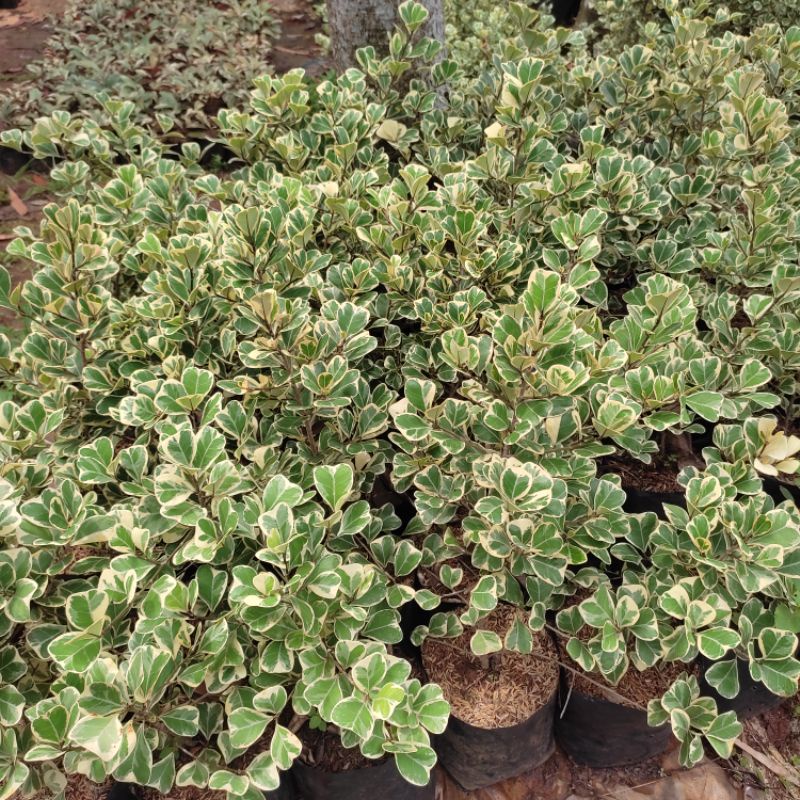 Tanaman Hias Euonymus japonicus / butterfly