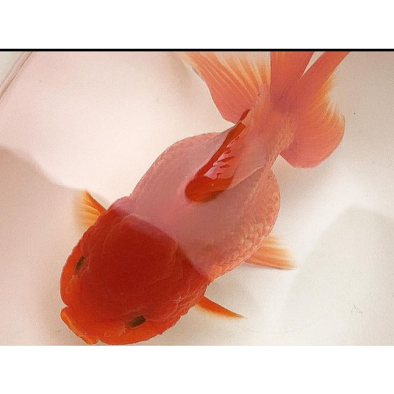 Jual Ikan Mas Koki Oranda Jumbo Shopee Indonesia