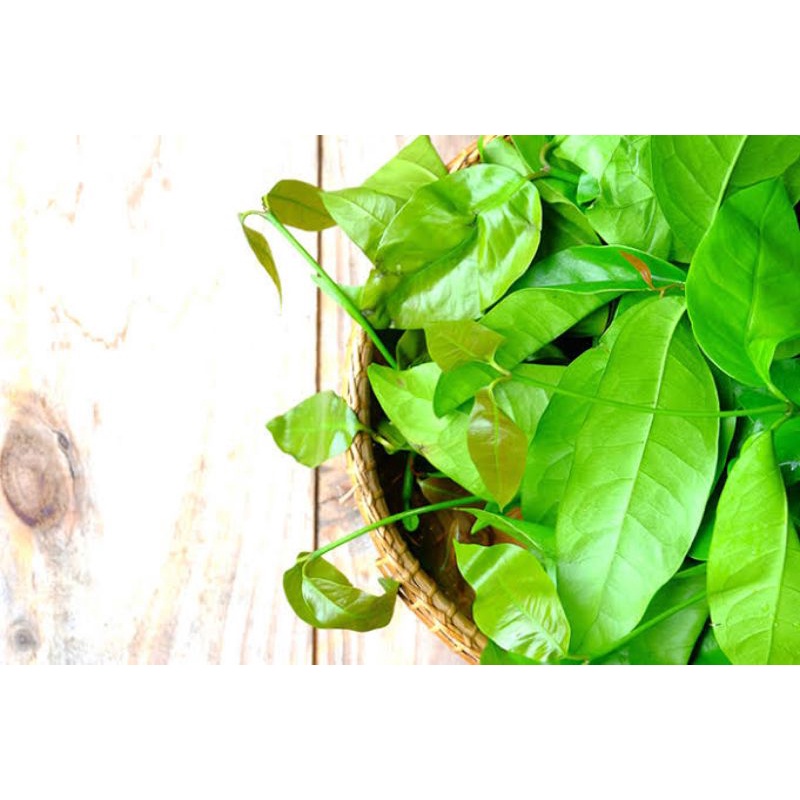 

Daun Melinjo Segar Petik Langsung Dari Pohonya