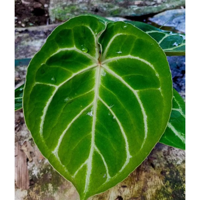 anthurium dorayaki x dreslery