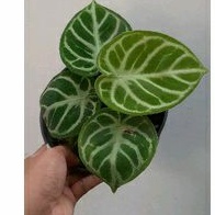 Anthurium Dorayaki Silver