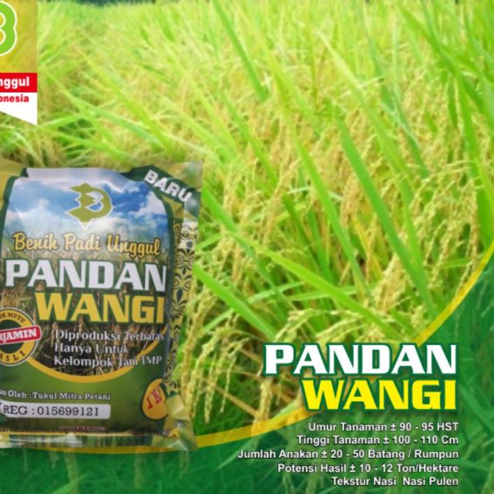 Update - Benih Padi Pandan Wangi ✓