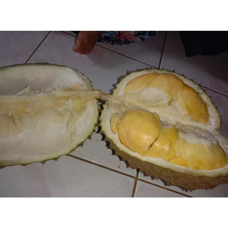BENIH DURIAN MONTONG POHON DURIAN SIAP TANAM / SEMAI  DURIAN SUPER JUMBO / BELI3 GRATIS 1