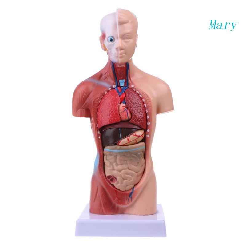 Mary Human Torso Body Model Anatomi Anatomi Organ Internal Medis Untuk Mengajar