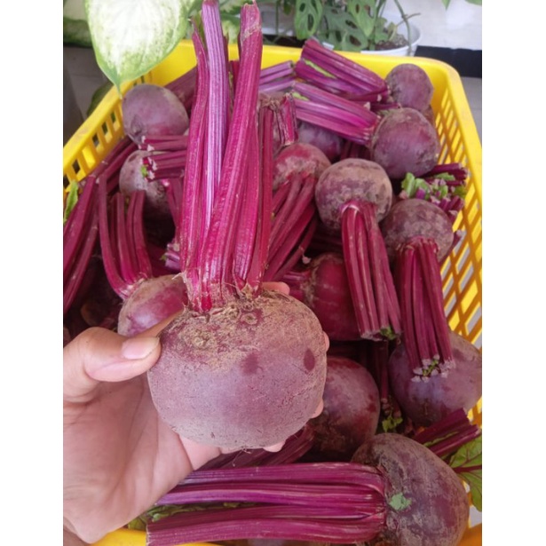 

Paket Hemat Buah bit Dan Apel Manalagi 1 kg Campur