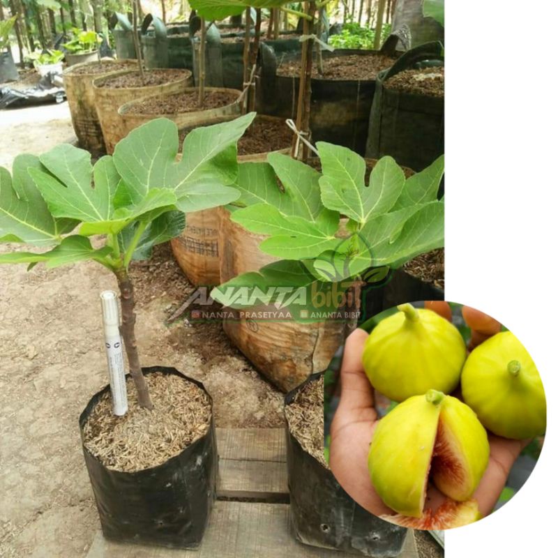 Bibit buah tin kuning