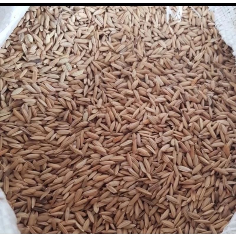 gabah beras merah makanan ayam & burung