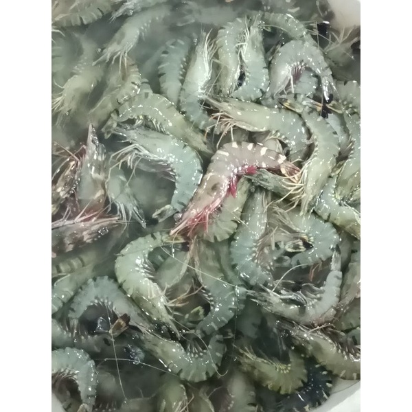 

Udang Windu (Pancet)