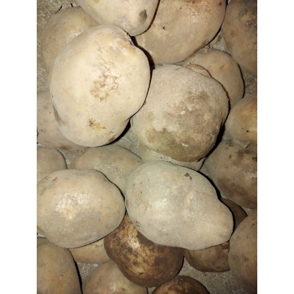 

RB KENTANG DIENG UKURAN BESAR 1KG