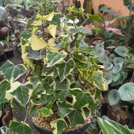 Ivy English daun tebal