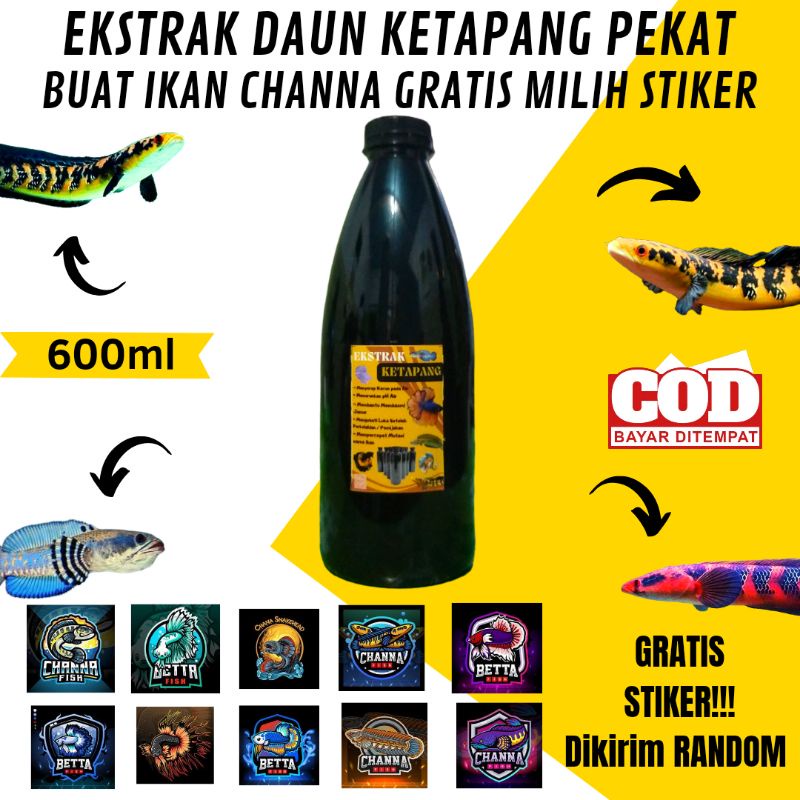 Ekstrak Daun Ketapang Pekat 600ml buat Channa dan Cupang