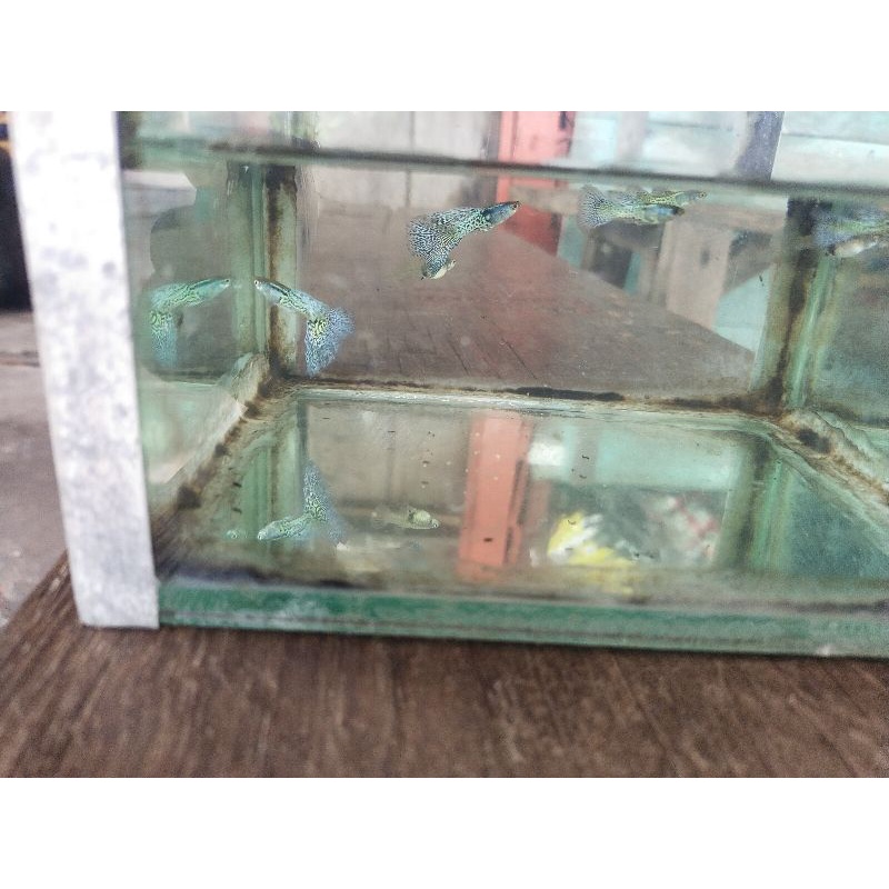 Gambar Guppy blue grass