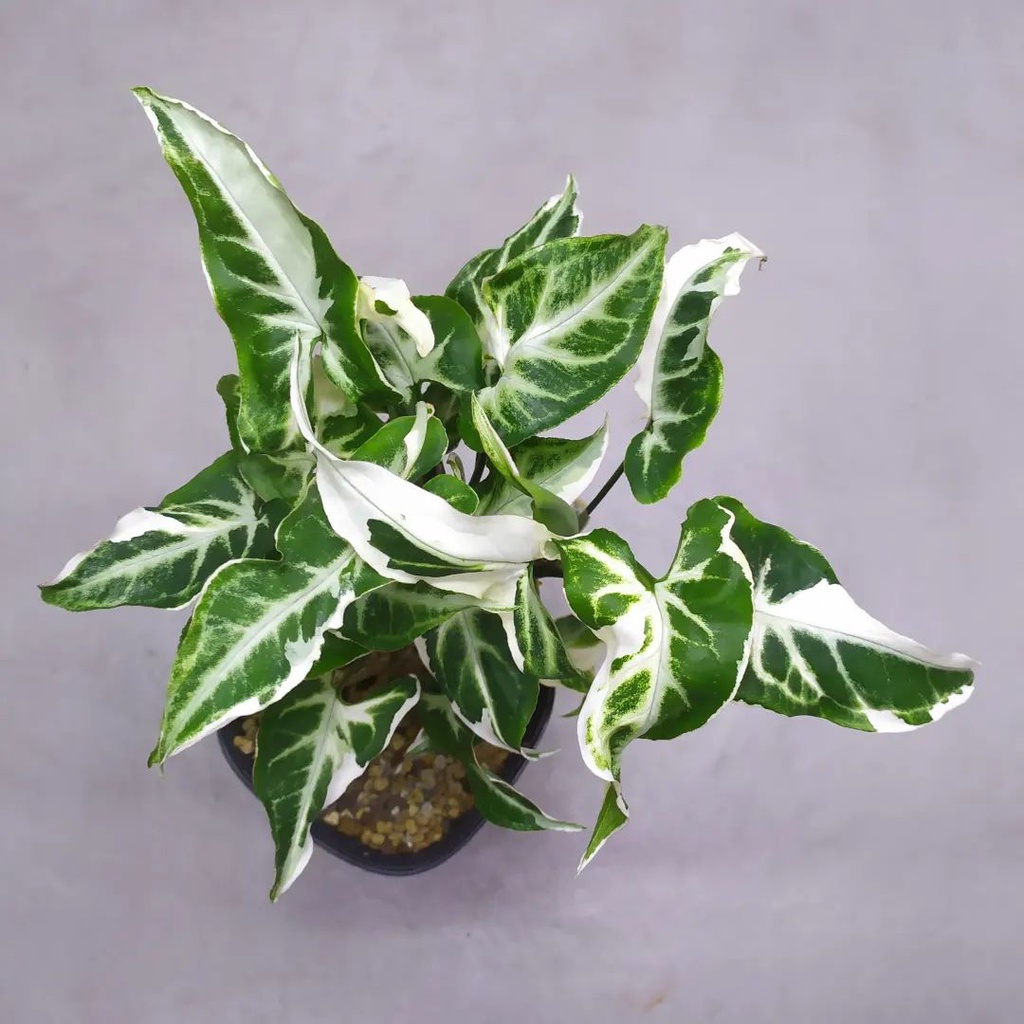 Syngonium T25 / sengonium t 25 / singonium t25