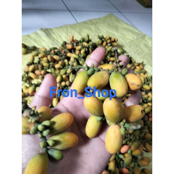 

BUAH MELINJO MENTAH | MELINJO SAYUR SUPER JUMBO 1KG (PROMO)