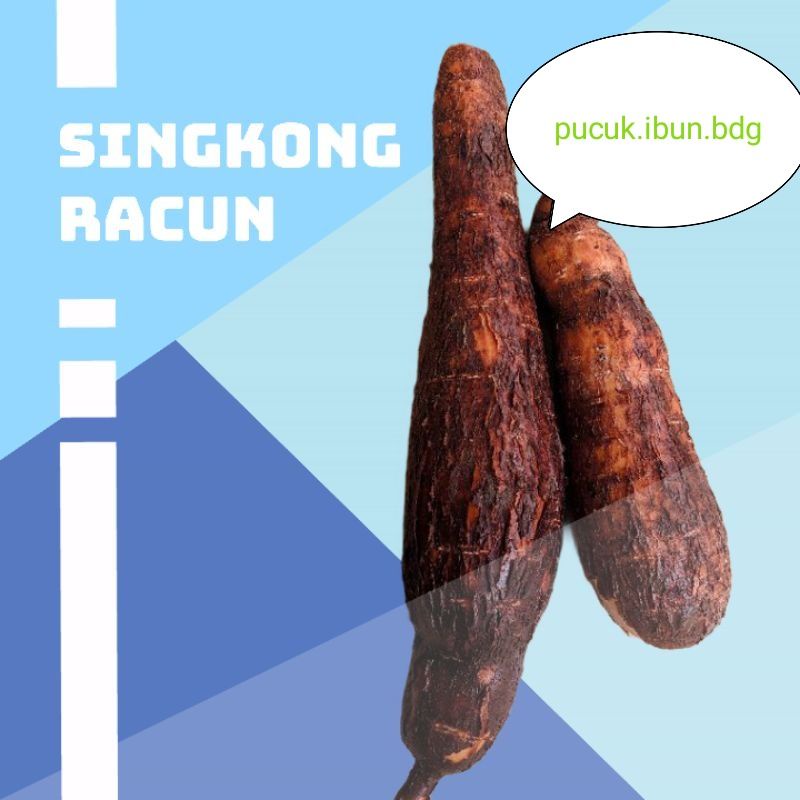 Singkong racun/sapi kuru 500gram