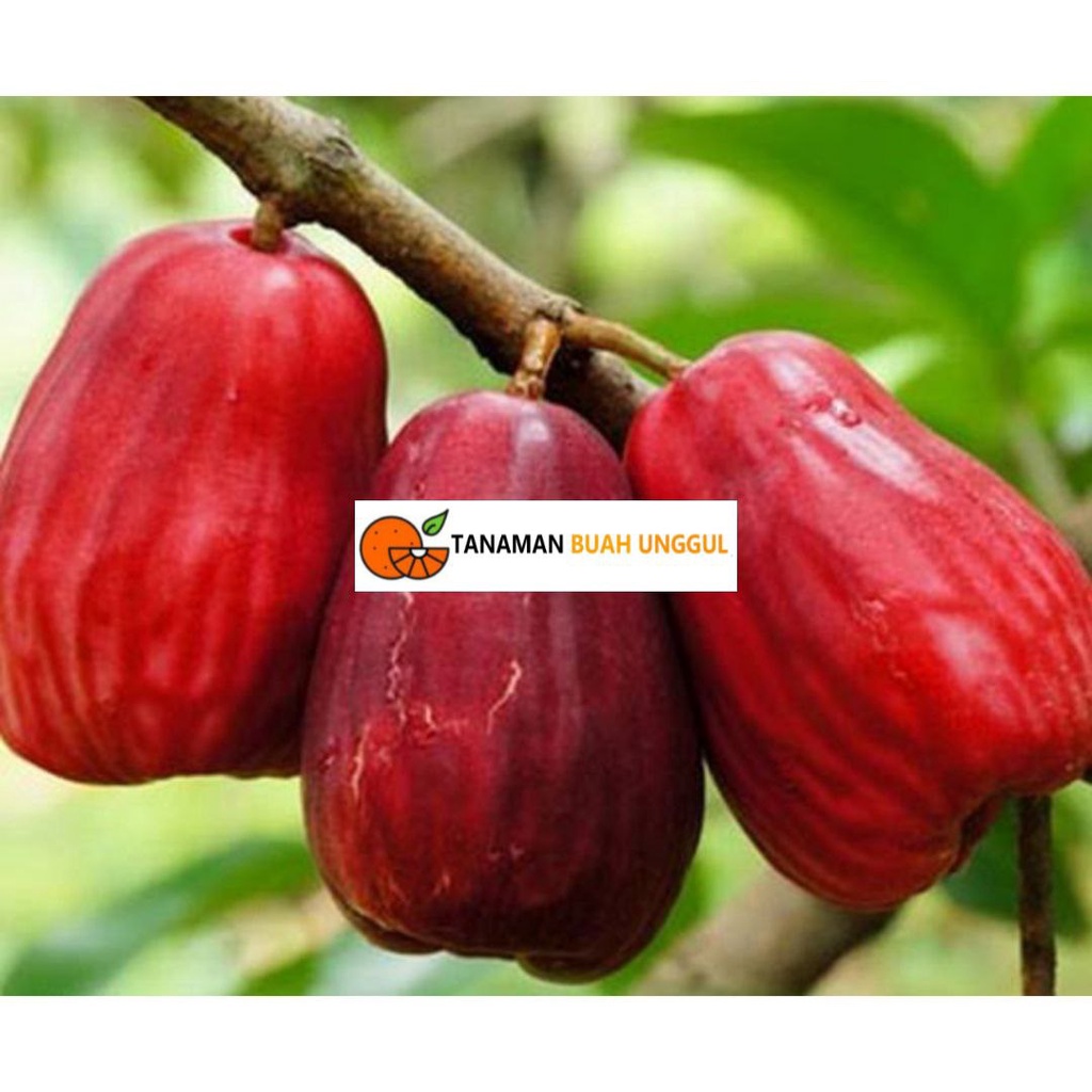 Bibit Jambu Air Jamaika okulasi siap berbuah