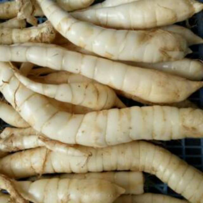 

Ubi Garut Obat Herbal Magh/Asam Lambung