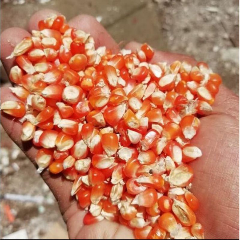 Jagung Kristal Super Repack 1 kg