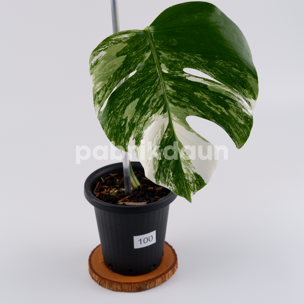 REAL PIC #100 Monstera Variegata Marble | Monvar Albo Varigata