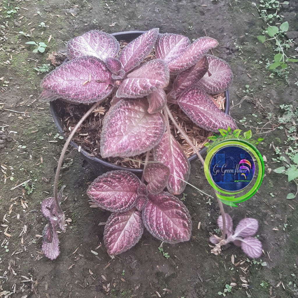 EPISCIA CUPREATA Alice Outback Moss Agate Pink Panther FRUSTY