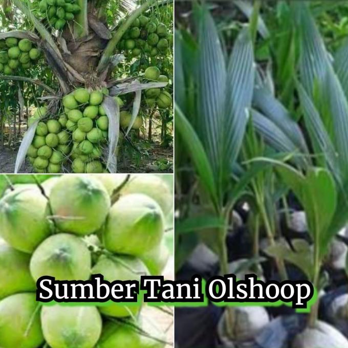 Bibit Tanaman kelapa ijo hibrida pohon kelapa ijo obat hibrida