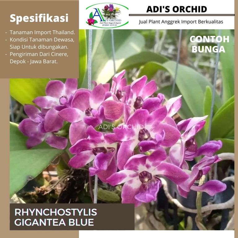 Anggrek Rhynchostylis Gigantea Blue