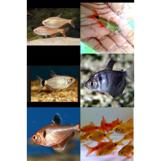 Hiasan Akuarium replika TetraFish