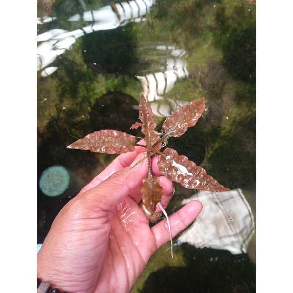 cryftocorine florida sunset tanaman aquascape