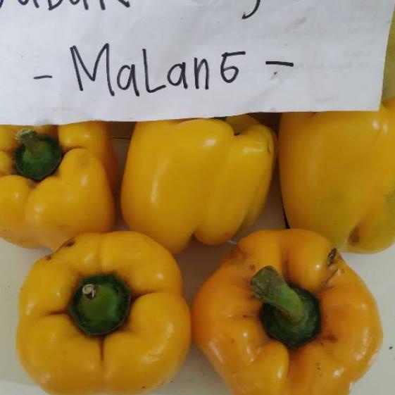 

⇒ Paprika Kuning 500 gram ㊡