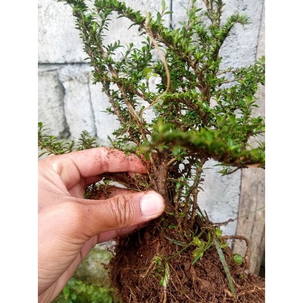 bahan bonsai serbin mikro ori/ serissa seribu bintang mikro