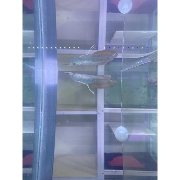 ARWANA SILVER IKAN PREDATOR AROWANA