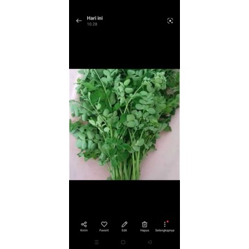 

Daun Kelor Fresh baru petik