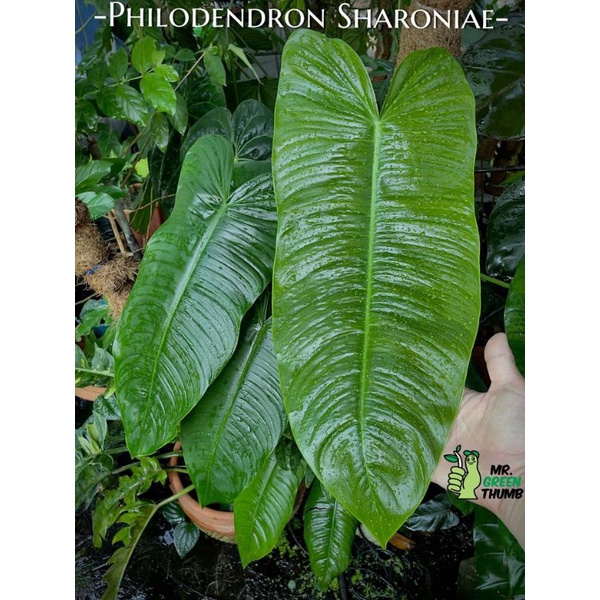 tanamn hias  philodendron sharoniae