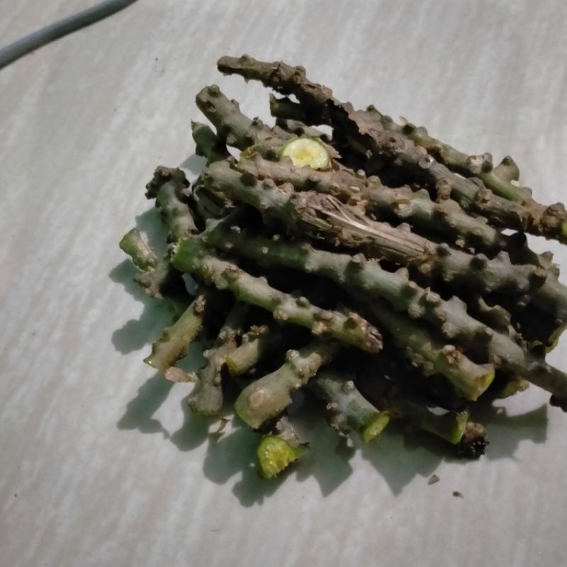 

Brotowali / Antawali / Tinospora crispa L Miers