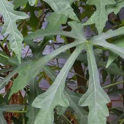 Daun mustajab daun gedi sayur yondokdaun singkong madinah atau pun arab