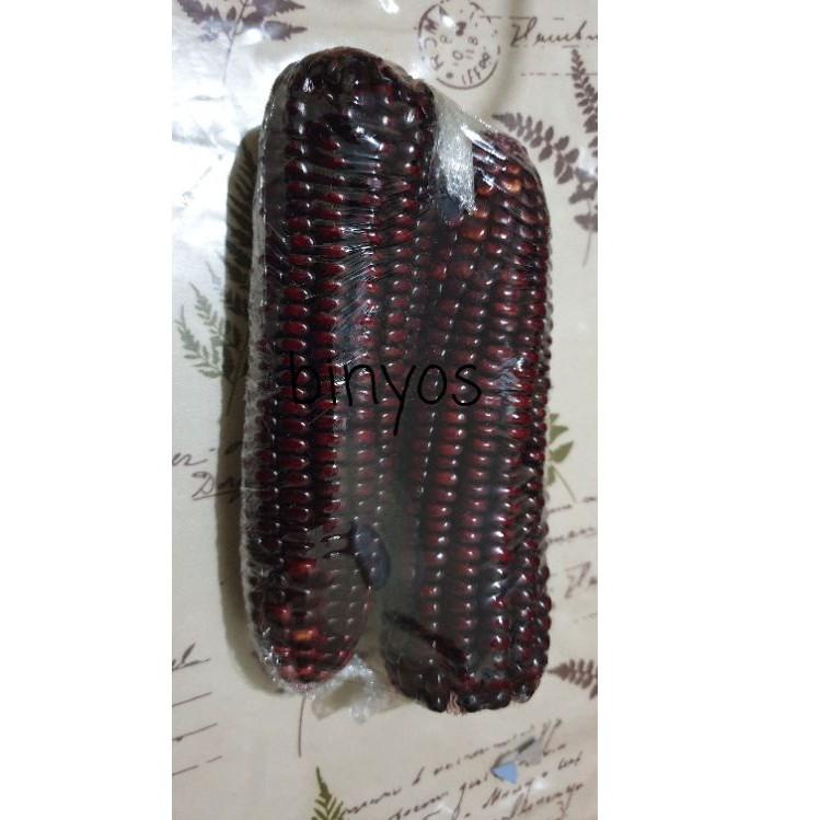 

(PROMO 0YW68) Jagung Ketan Ungu ★