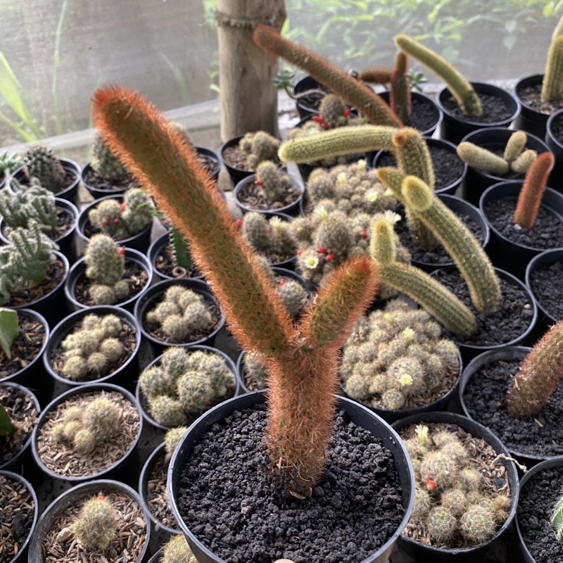 Kaktus Ekor Tupai Jumbo kaktus mini ownroot Kaktus Ekor Tupai Merah Kuning Kaktus Cleistocactus Ekor