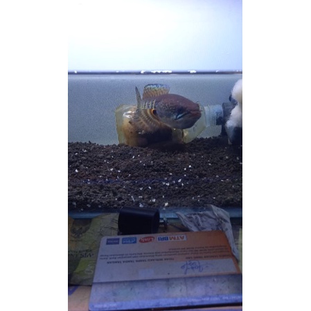 CHANA AURANTI ASLI INDIA SIZE 17-18CM