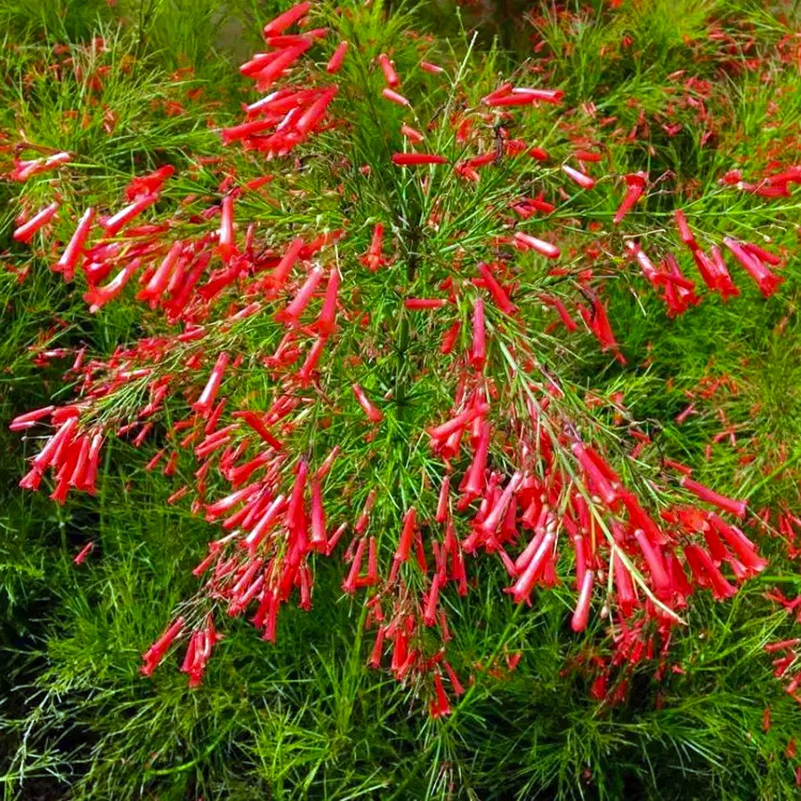 Tanaman Air Mancur Anting Terjun Gantung Hias Fountain Fountain Russelia Equisetiformis Merah 2030