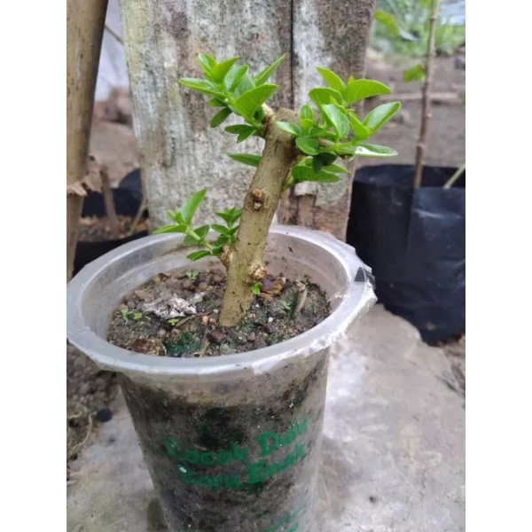 SANCANG BAHAN BONSAI MAME