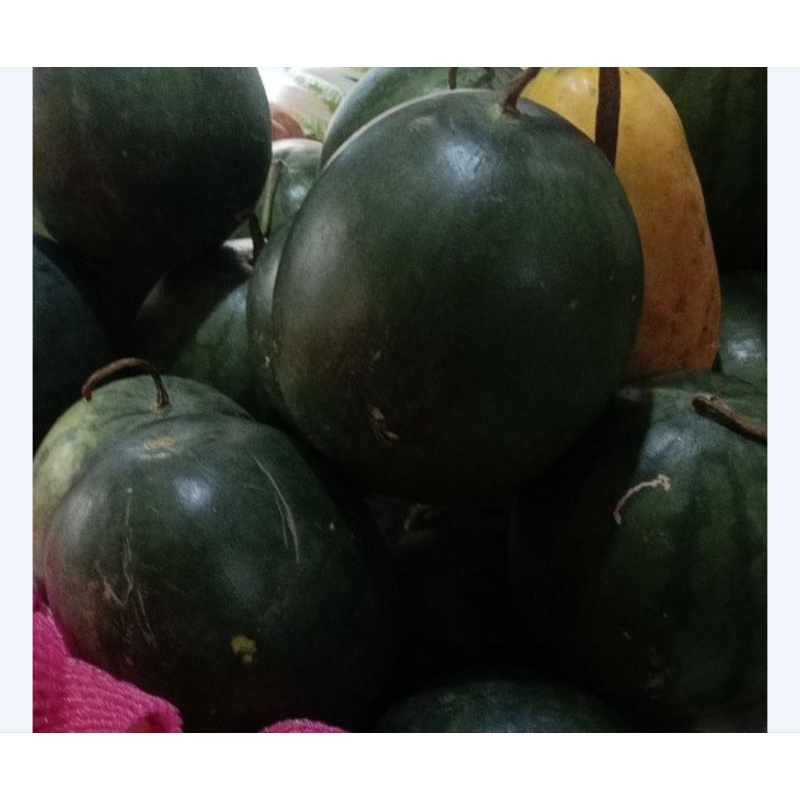 

garansi,,!! buah semangka tanpa biji 1 butir 2Kg lebih