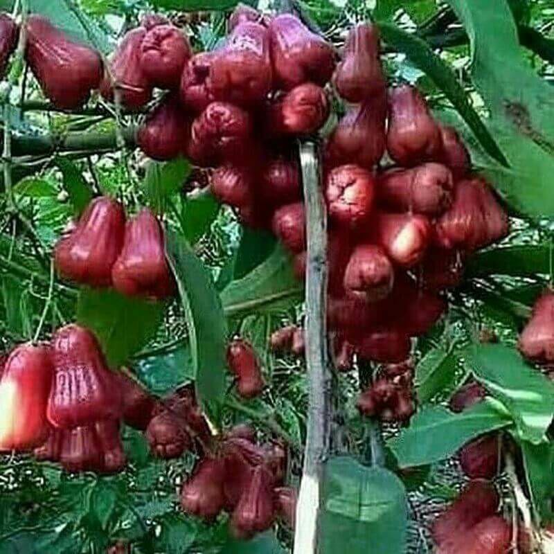BIBIT JAMBU CITRA HASIL CANGKOK