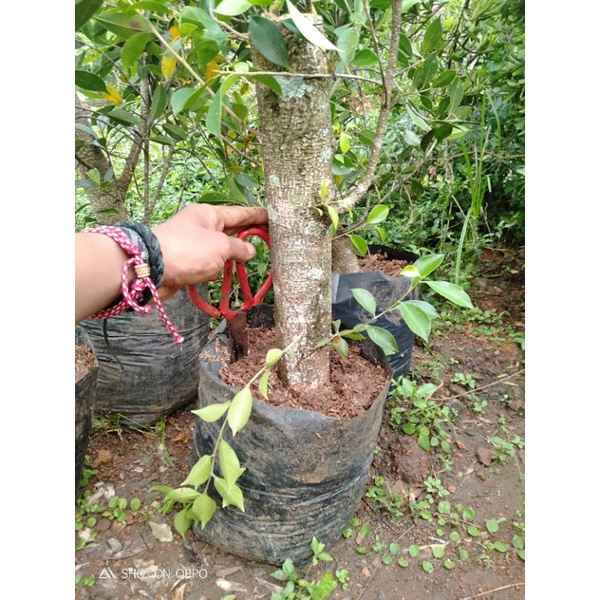 Bahan BONSAI kimeng ukuran selengan-AS tengah gabung batang