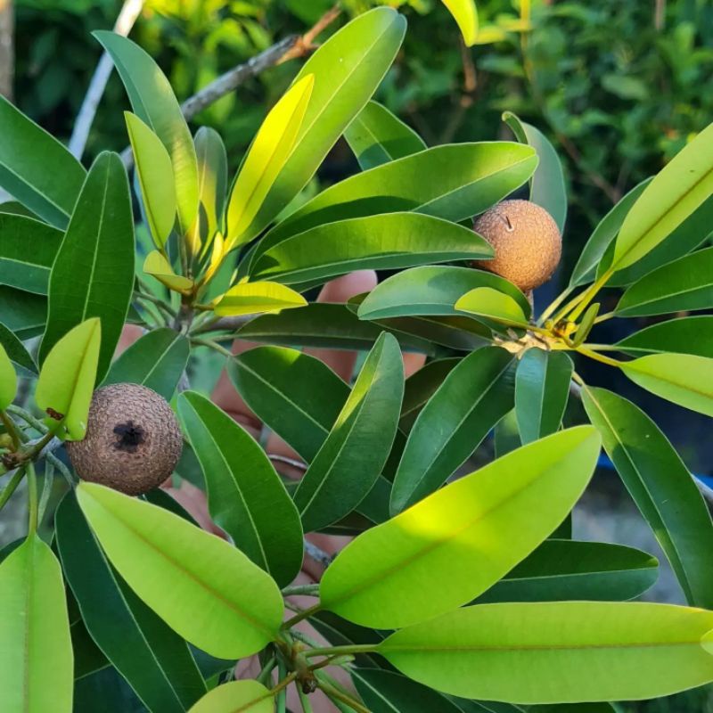 Pupuk Organik Pelebat Buah Dan Booster Sawo  Cepat Berbuah Lebat