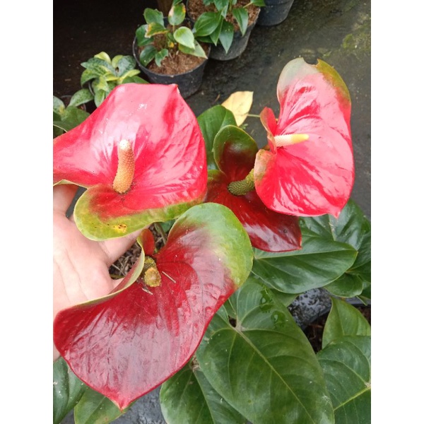 BIJI Anthurium Presiden Merah