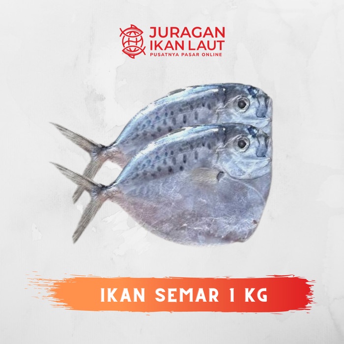 

Ikan Semar Segar Berkualitas - 1 Kilogram