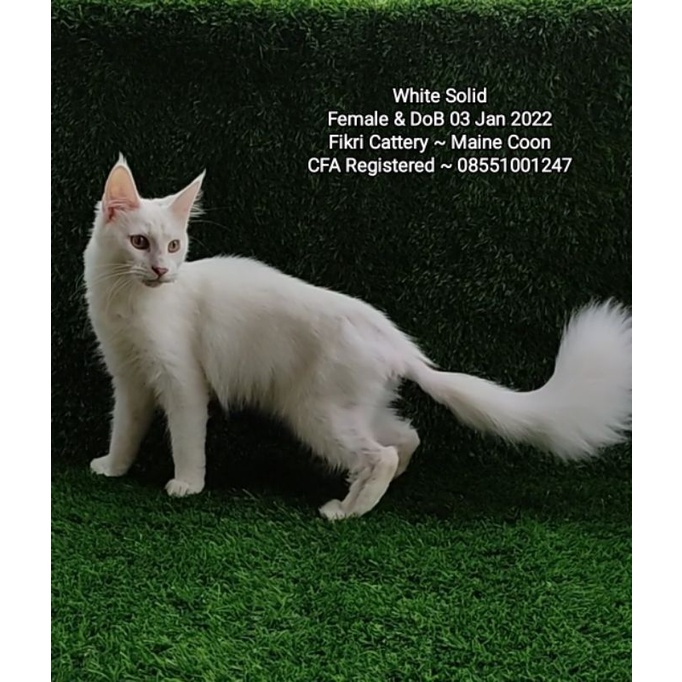 Kucing Mainecoon White Solid CFA