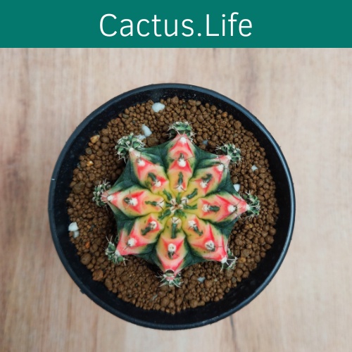 Kaktus Gymno Multicolour