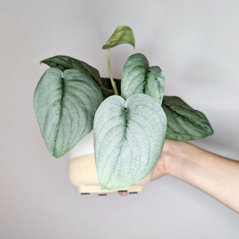 Scindapsus Silver cloud / skindapsus hero