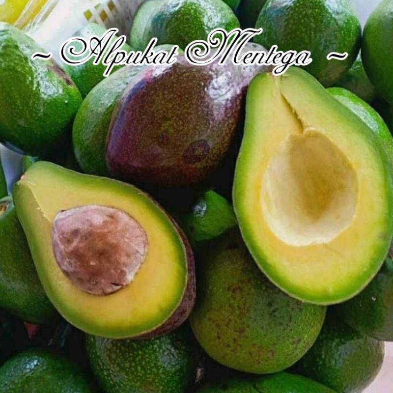 

ALPUKAT MENTEGA 1KG ( isi 2 sampai 4 Buah )